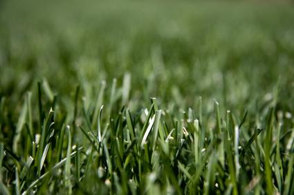 Beautiful green turf.