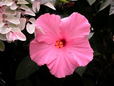 A pink hibiscus bloom.
