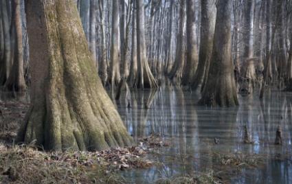 Bald Cypress in a swamp