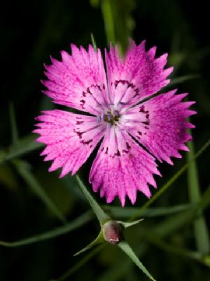 maiden pink