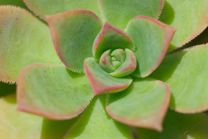 Hens and chicks are easy to grow