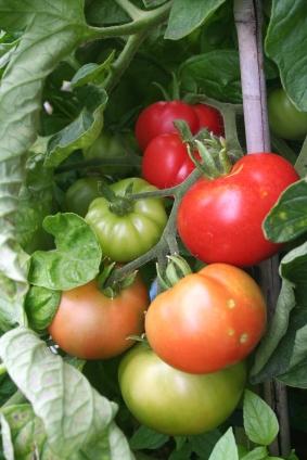 Bunch of Tomatoes