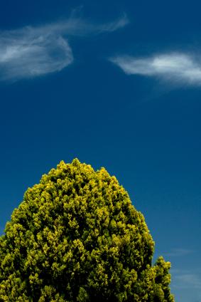 Leyland cypress provides fast screening