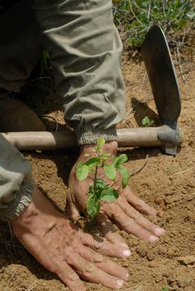 Seedlings are economical