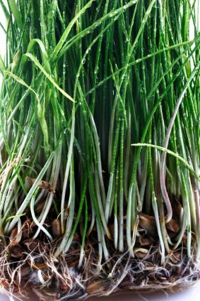Grass seedlings