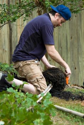 Maple Tree Planting Lovetoknow Maple Tree Planting