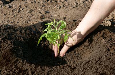 Planting Time for Tomatoes | LoveToKnow