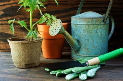 Learn to grow your food