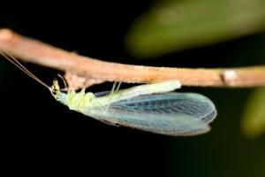 Lacewing2.jpg