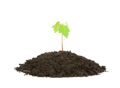 Oregonseedling.jpg