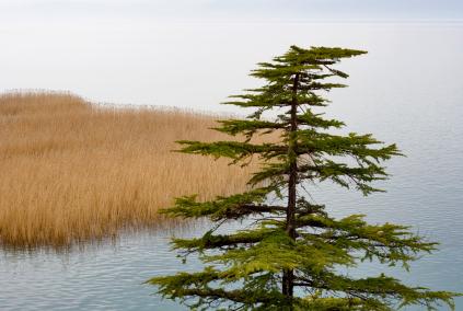 Pine Tree Disease Lovetoknow