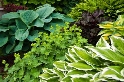 Many beautiful hostas