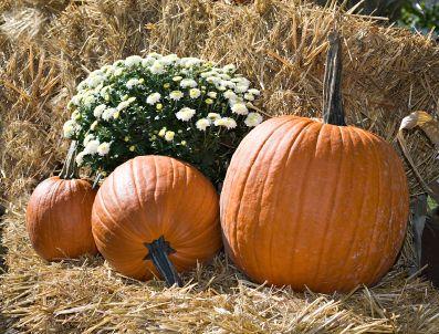 Straw bales are more than a fall decoration.