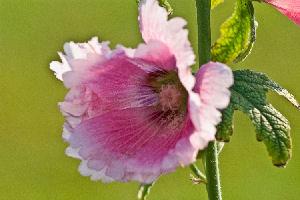 pink hollyhock