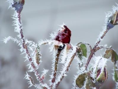 Frost on a Rose