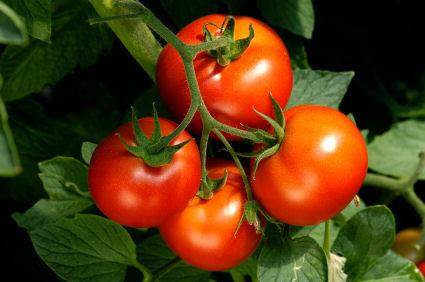 tomatoes on the vine