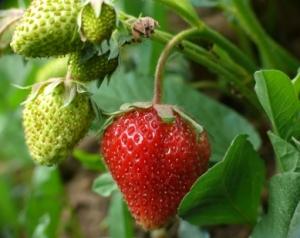 Strawberries Growing in a Planter