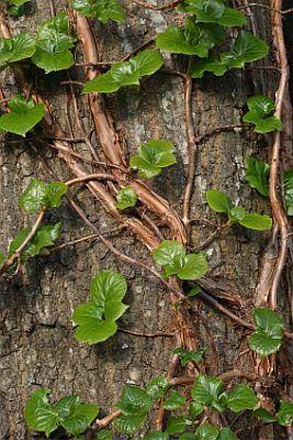 Hydrangea Vine