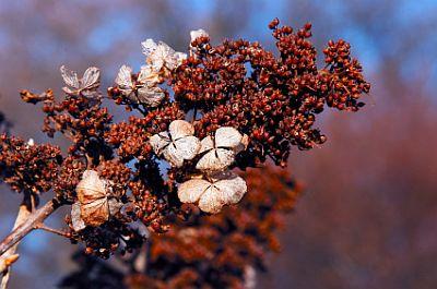 Autumn Hydrangea