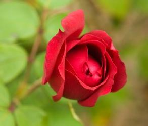 Growing Roses