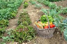 Recession Garden