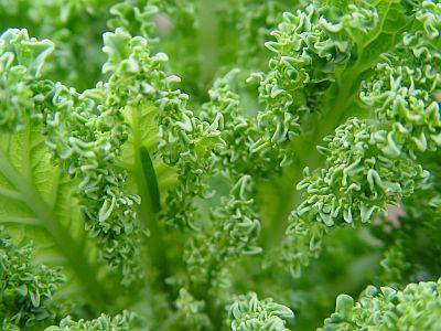 Vegetable Kale