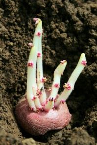 Seed Potato