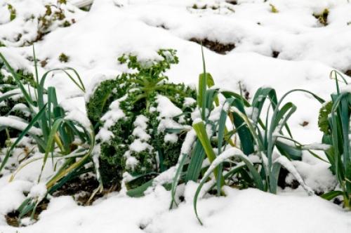 Good Winter Vegetables For Georgia LoveToKnow good-winter-vegetables-for-georgia-lovetoknow
