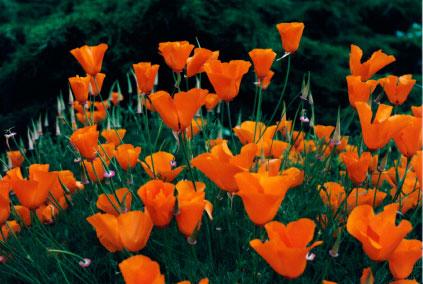 California poppy