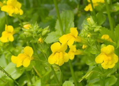 Mimulus guttatus - Monkey flower