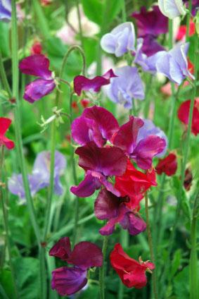 sweet peas