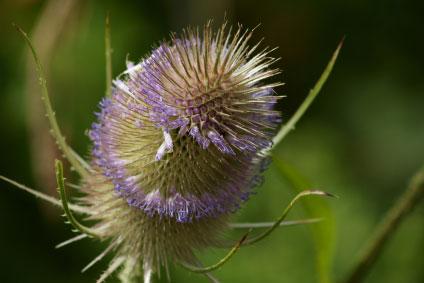 Teasel