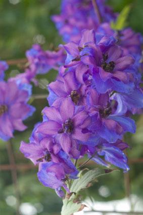 Annual Larkspur