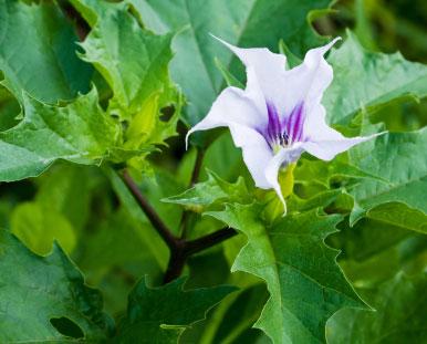 Thorn Apple