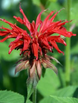 Bee Balm - Monarda