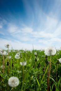Killing Weeds
