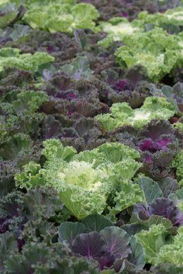 Frost tolerant kale