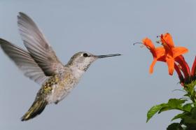 Hummingbird approaching a honeysuckle blossom