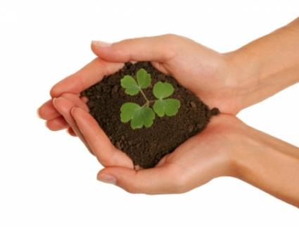 Seedlings