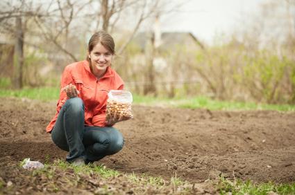 woman planting onions