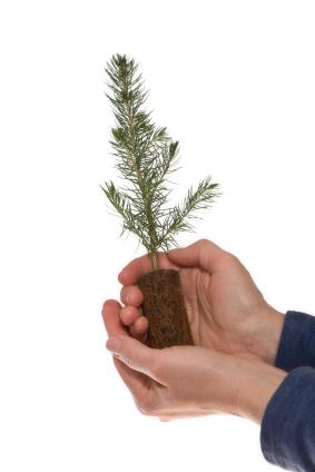 conifer seedling