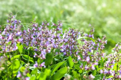 Salvia officinalis