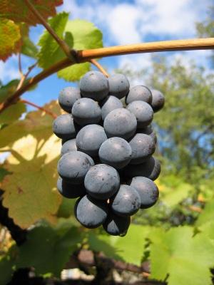grapes on vine