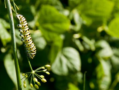 Black swallowtail caterpillar on dill