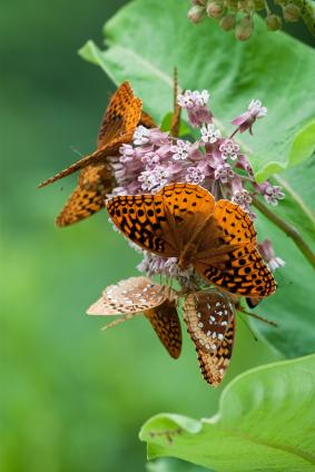Great Spangled Fritillary Butterflies on Milkweed