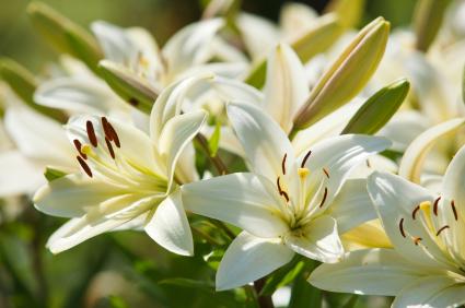 Lilies in garden