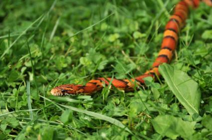 Corn snake
