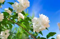خواص و فواید کود گل یاس سفید را شرح دهید ؟ 148904 200x132 Jasmine against a blue sky - خواص و فواید کود گل یاس سفید را شرح دهید ؟