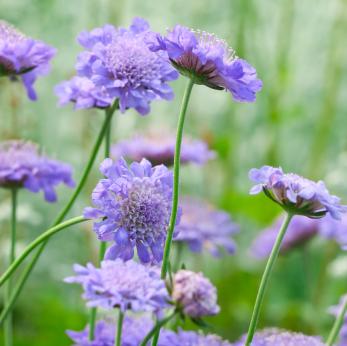 scabious-pincushion.jpg