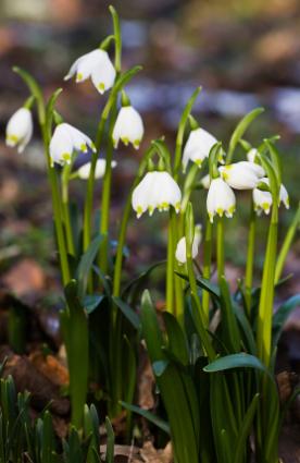 Snowflakes in bloom